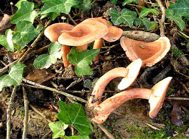 Myxomyceti